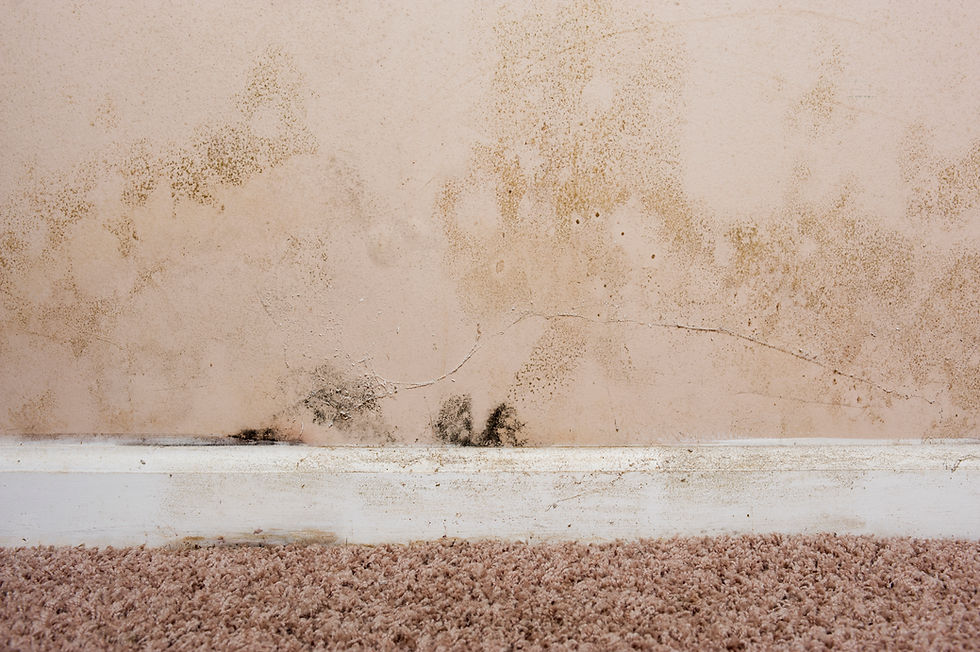Mold on the walls and baseboard trim in the basement of a home from water leaking