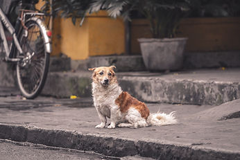 Fluffy dog sitting on a street in Vietnam