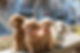 愛犬の散歩