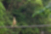 A woman walking on a bridge