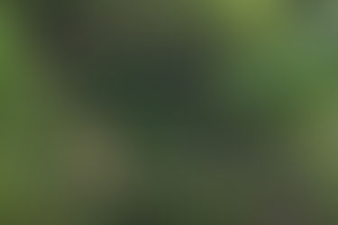 woman walking across a narrow bridge with the rainforest behind her