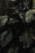 Tropical Plants