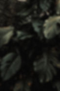 Tropical Plants