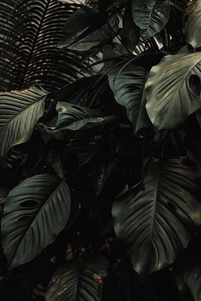 plantas tropicais