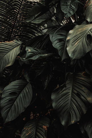 Zbliżenie tropikalnych liści