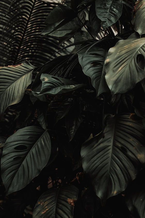 Plantas tropicales