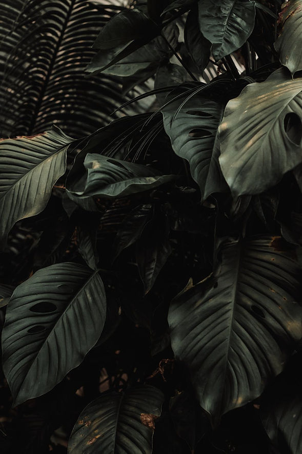 Tropical Plants