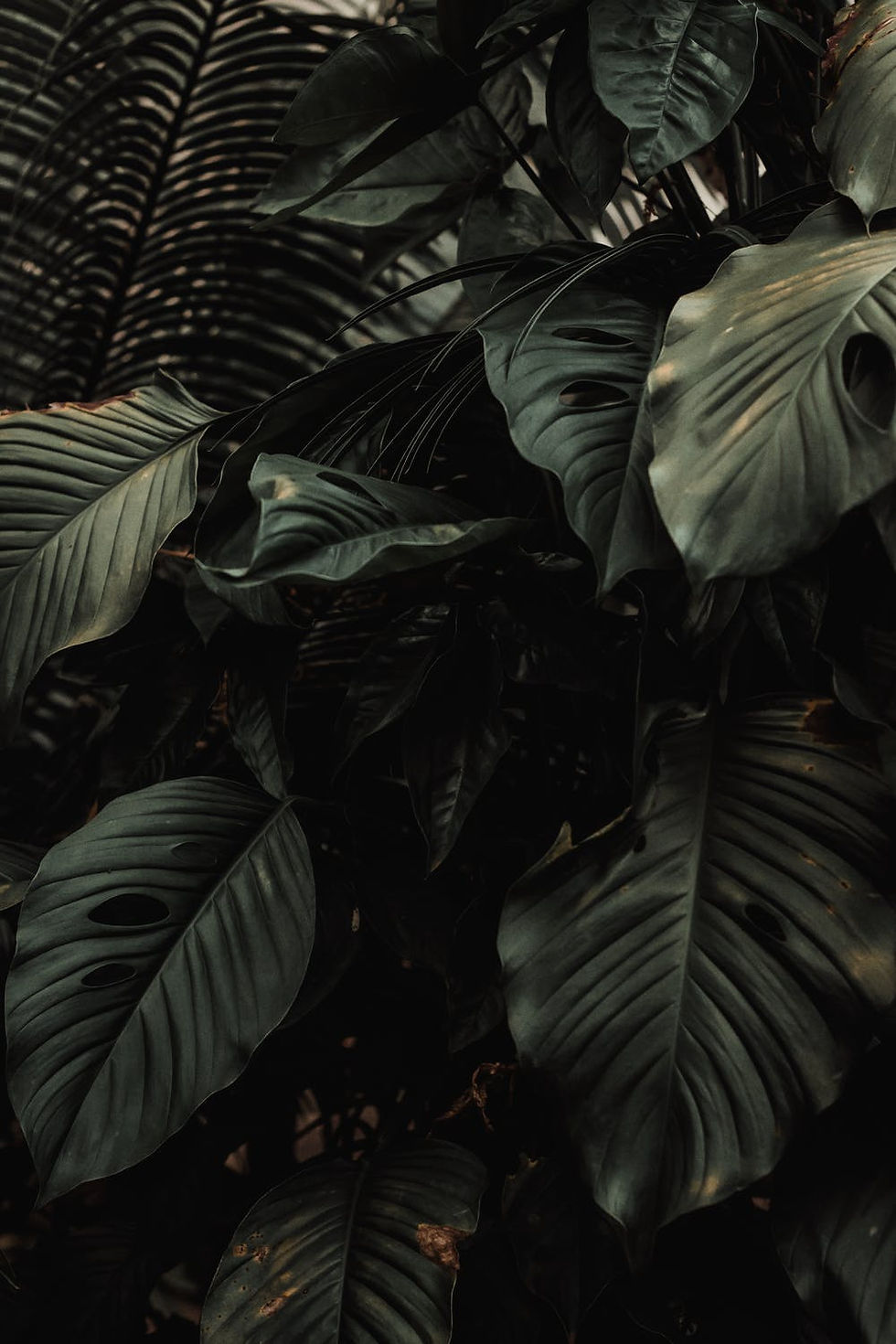 Tropical Leaves Closeup