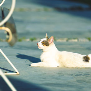 "Le chat se contente d'être, c'est le verbe qui lui va le mieux." Louis Nucéra