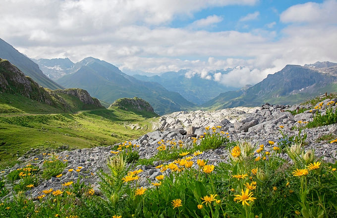 Alpinen meadow