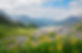 Alpinen meadow