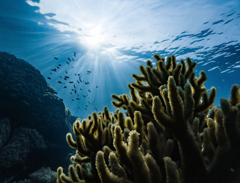 Underwater Coral Scene
