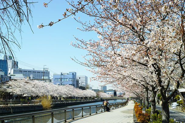 川辺に咲く桜