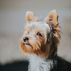空腹の犬