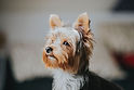Cachorro Yorkshire