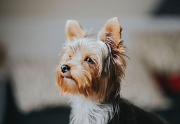 Hungriger Hund