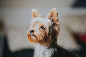 best raw pet food ontario