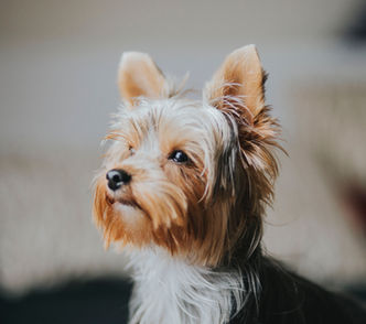 Smack pet food/dog food
Premium Smack pet food/dog food
Natural ingredients in Smack pet food/dog food
Grain-free Smack pet food/dog food
Limited ingredient diet in Smack pet food/dog food
High-quality protein in Smack pet food/dog food
Balanced nutrition in Smack pet food/dog food
Fresh meat and fish in Smack pet food/dog food
Omega-3 and Omega-6 fatty acids in Smack pet food/dog food
Digestive health in Smack pet food/dog food
Hypoallergenic Smack pet food/dog food
No artificial preservatives, colors, or flavors in Smack pet food/dog food
Sustainable sourcing in Smack pet food/dog food
Biodegradable packaging for Smack pet food/dog food
Healthy Smack pet food/dog food.best raw pet food ontario