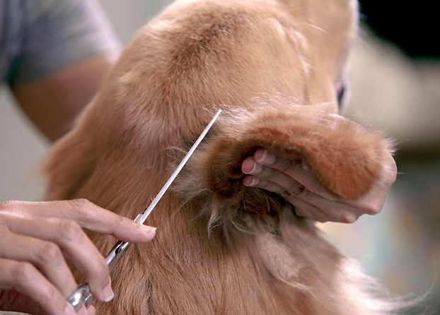 Trimming the Fur