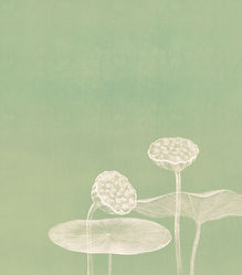 Minimalist Lotus Illustration