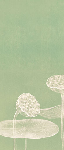 Minimalist Lotus Illustration