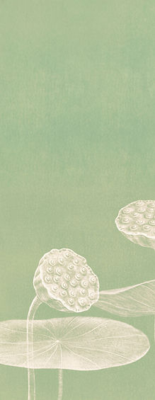 Minimalist Lotus Illustration