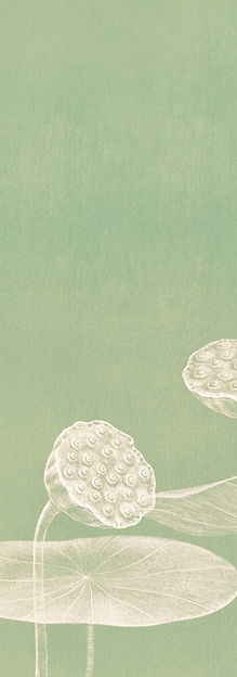 Minimalist Lotus Illustration