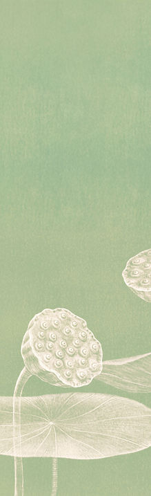 Minimalist Lotus Illustration