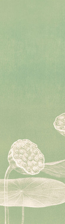 Minimalist Lotus Illustration