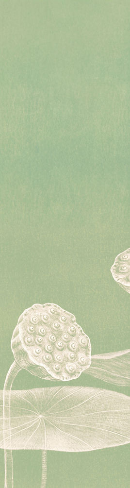 Minimalist Lotus Illustration