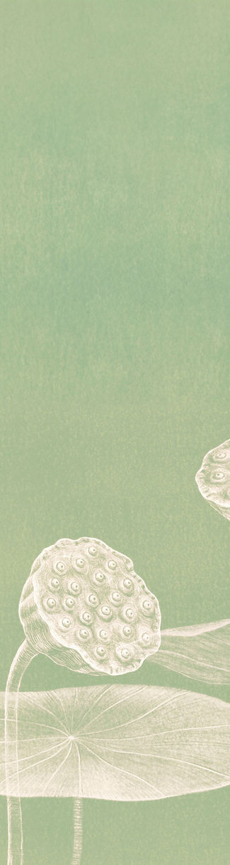 Minimalist Lotus Illustration