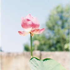 Pink Lotus Bloom