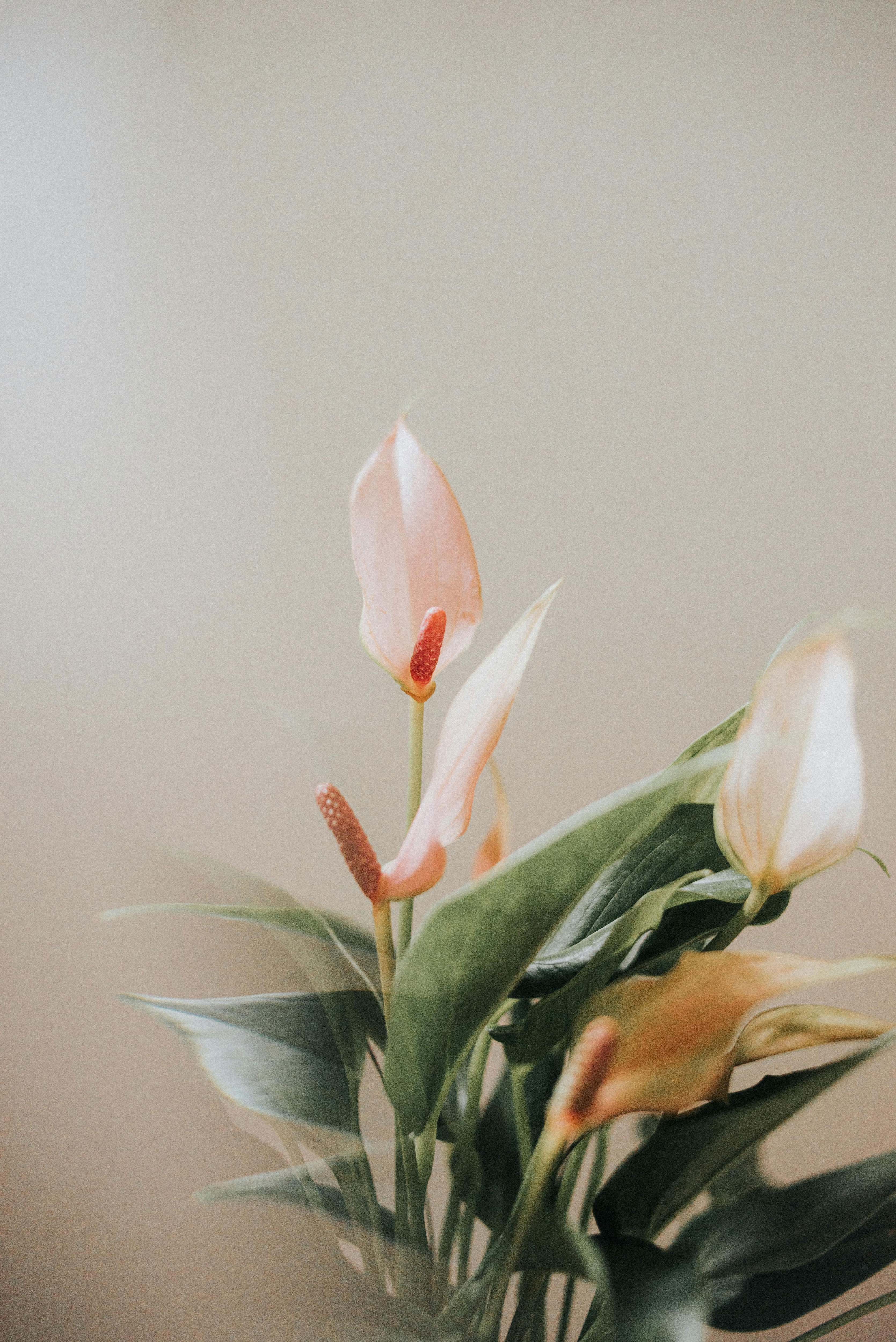 Pink Anthurium Flowers