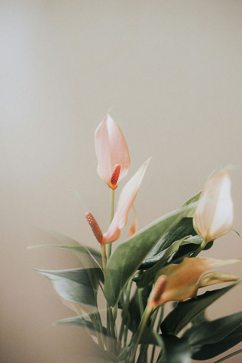 Pink Anthurium Flowers