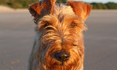 Dog Portrait