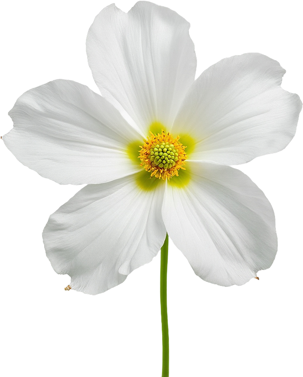 White Flower Closeup