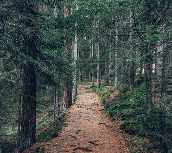 Forest Trail Path