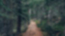 Trail in Woods