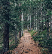 Sentier dans les bois