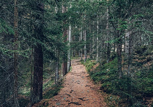 Forest Trail Path
