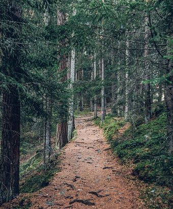 Forest trail