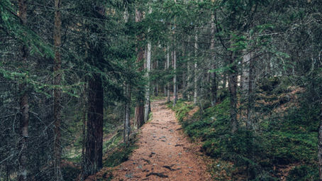 Get Grounded with Forest Bathing