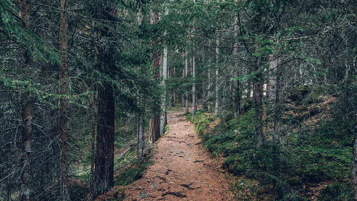 Sendero en el bosque