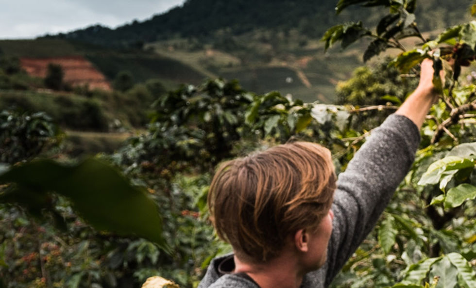 Coffee Tree Harvesting