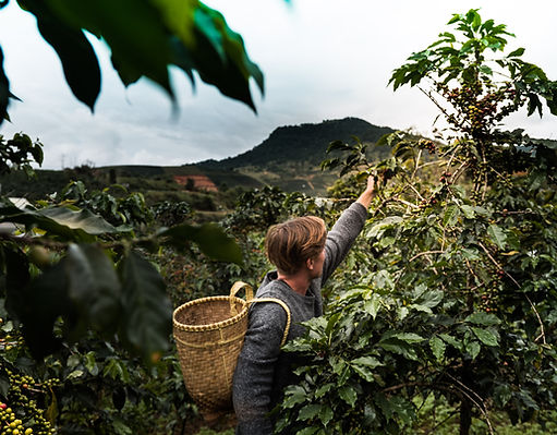 Coffee Tree Harvesting