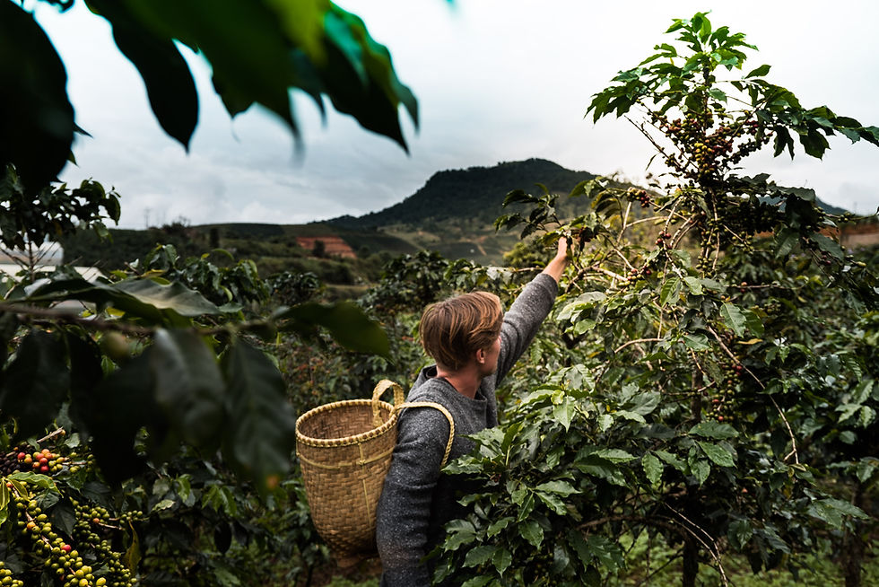 Coffee Bean Harvesting