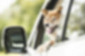 犬 車 ドライブ