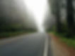 Forest Fog
