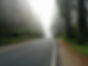Niebla forestal