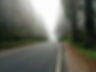Forest Fog